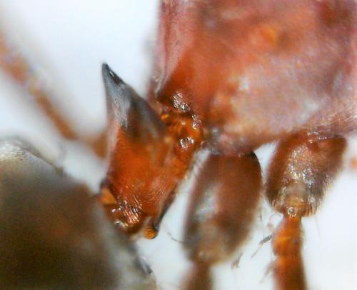 Réf. 223 148 : Lepisiota spinisquama
